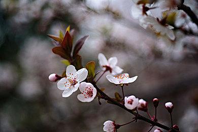 诚哥复活了！经典校园恋爱作品《日在校园》将推出复刻版